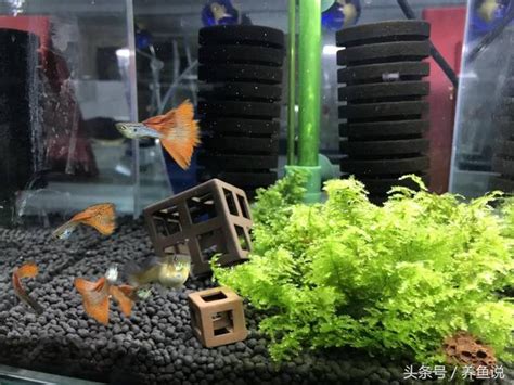 孔雀魚要養幾隻|孔雀魚飼養設備及水質需求 – 寵物百科